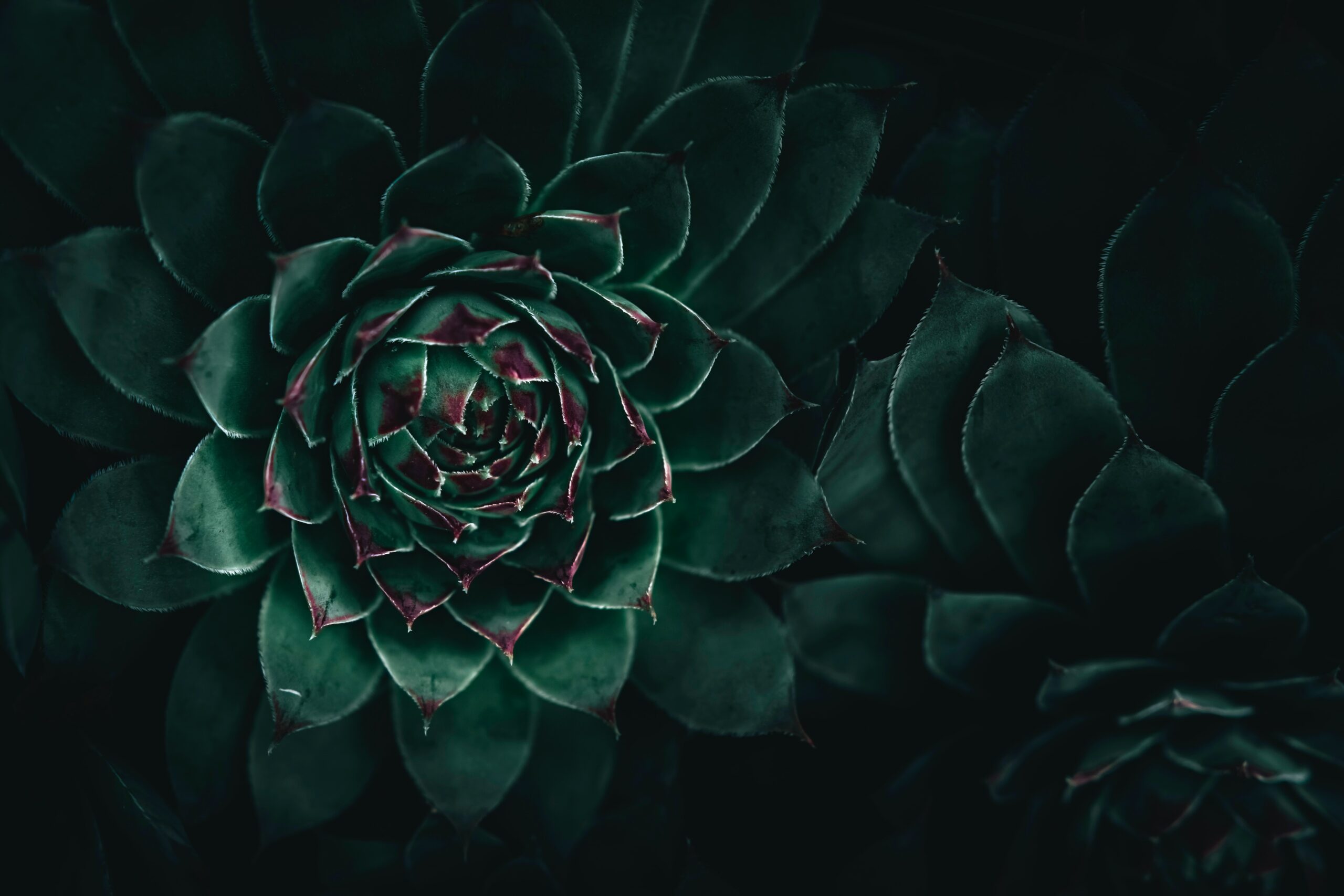 Lewy Body and Mindful Caregiving wyxina tresse HiqF0VJRYk unsplash
