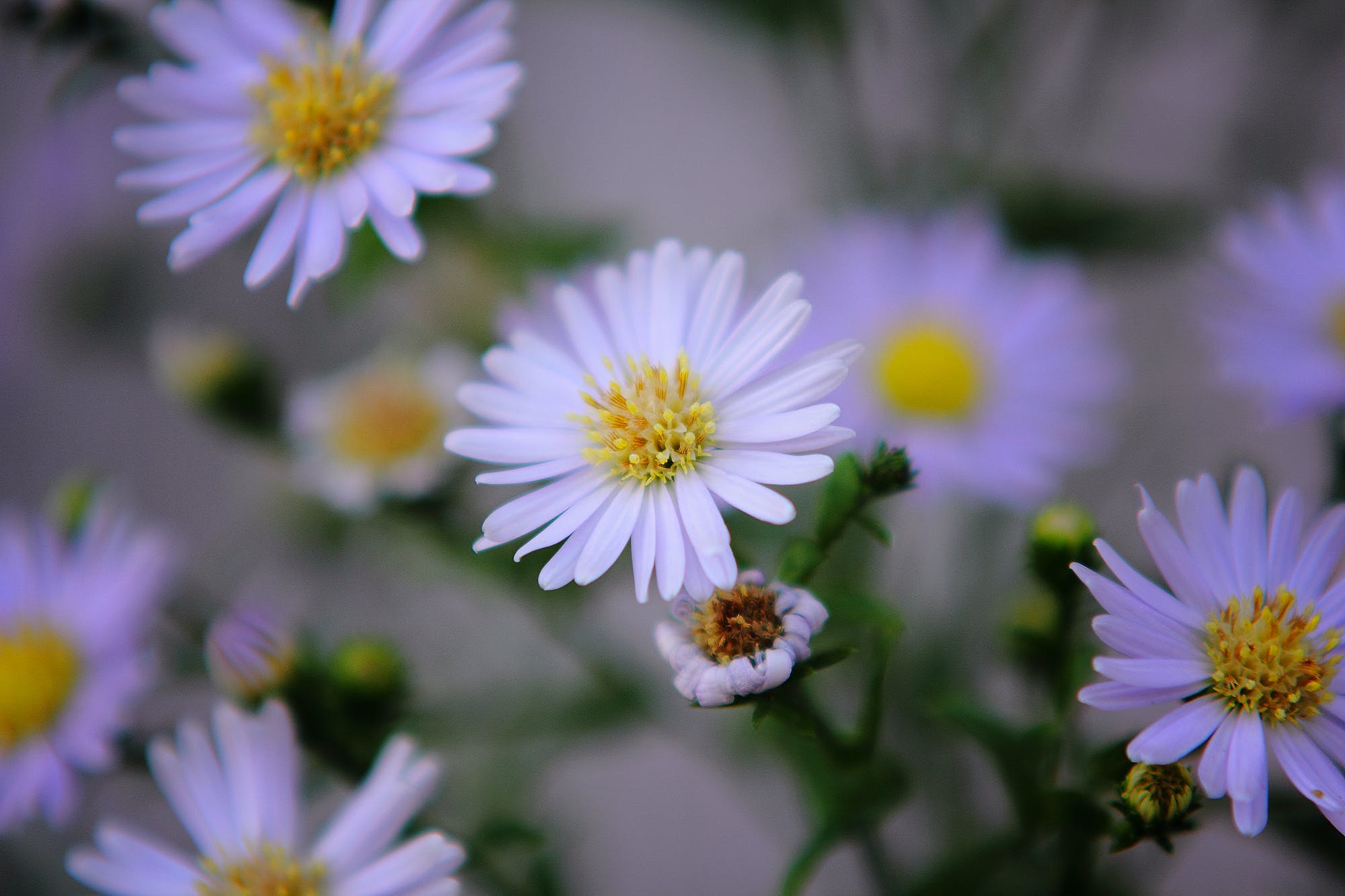 Breathe In, Breathe Out pexels pok rie 137495