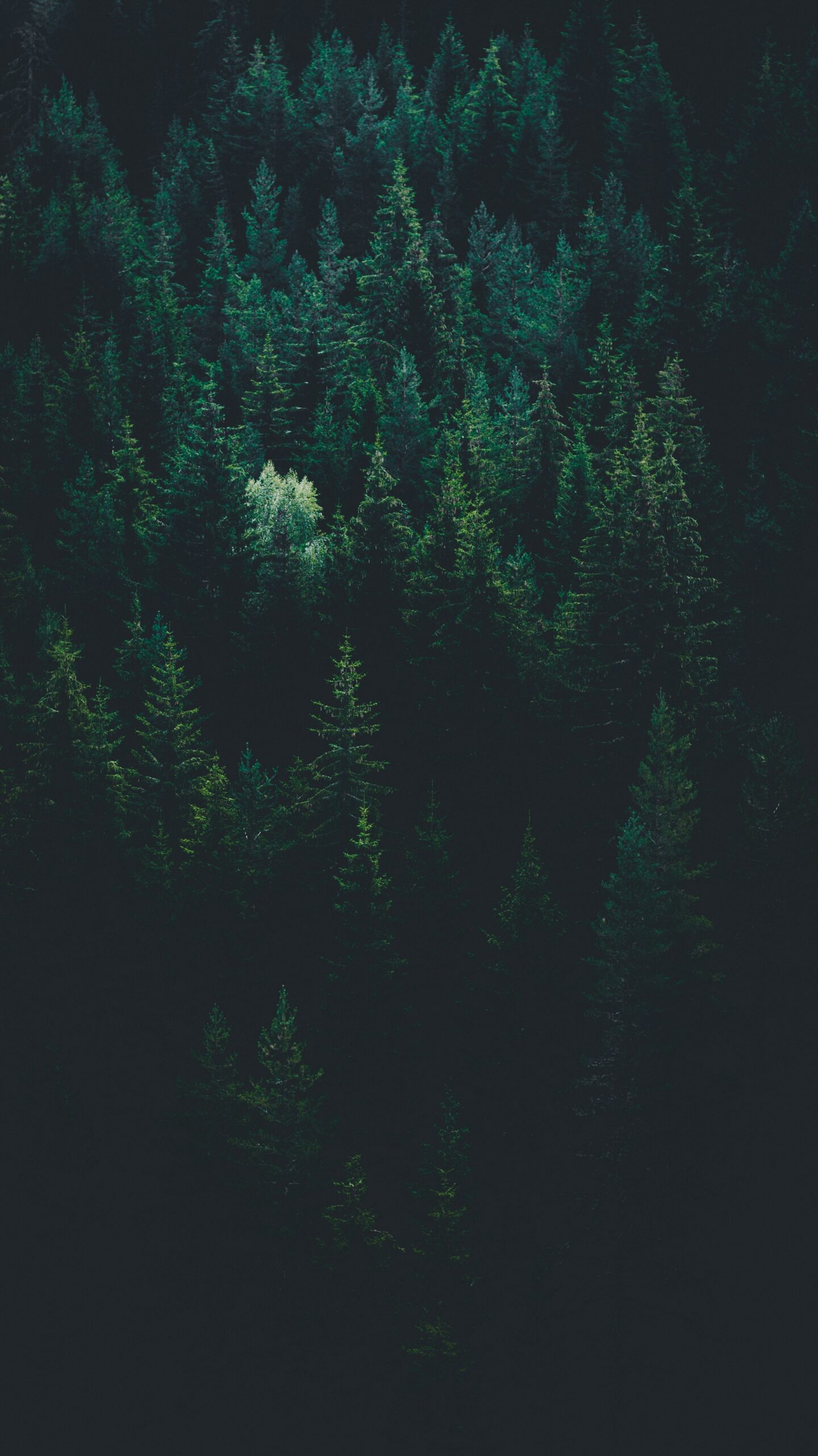 Lewy Body and Mindful Caregiving evgeni evgeniev LPKk3wtkC g unsplash